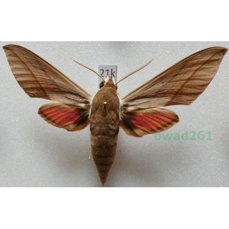 Theretra alecto (Linnaeus, 1758) ex. ovo Greece, Rhodes21k